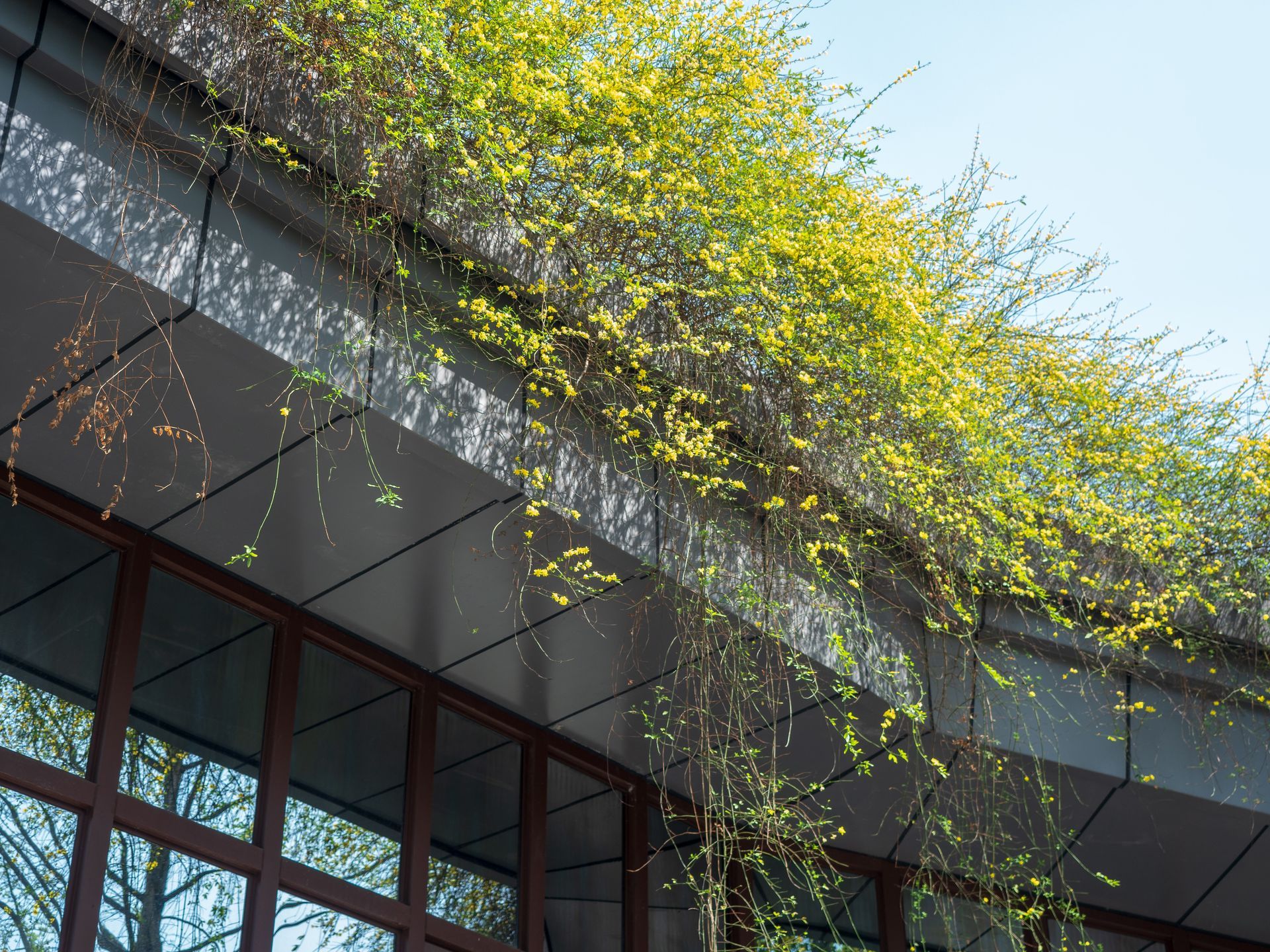 what is a green roof in Seattle?