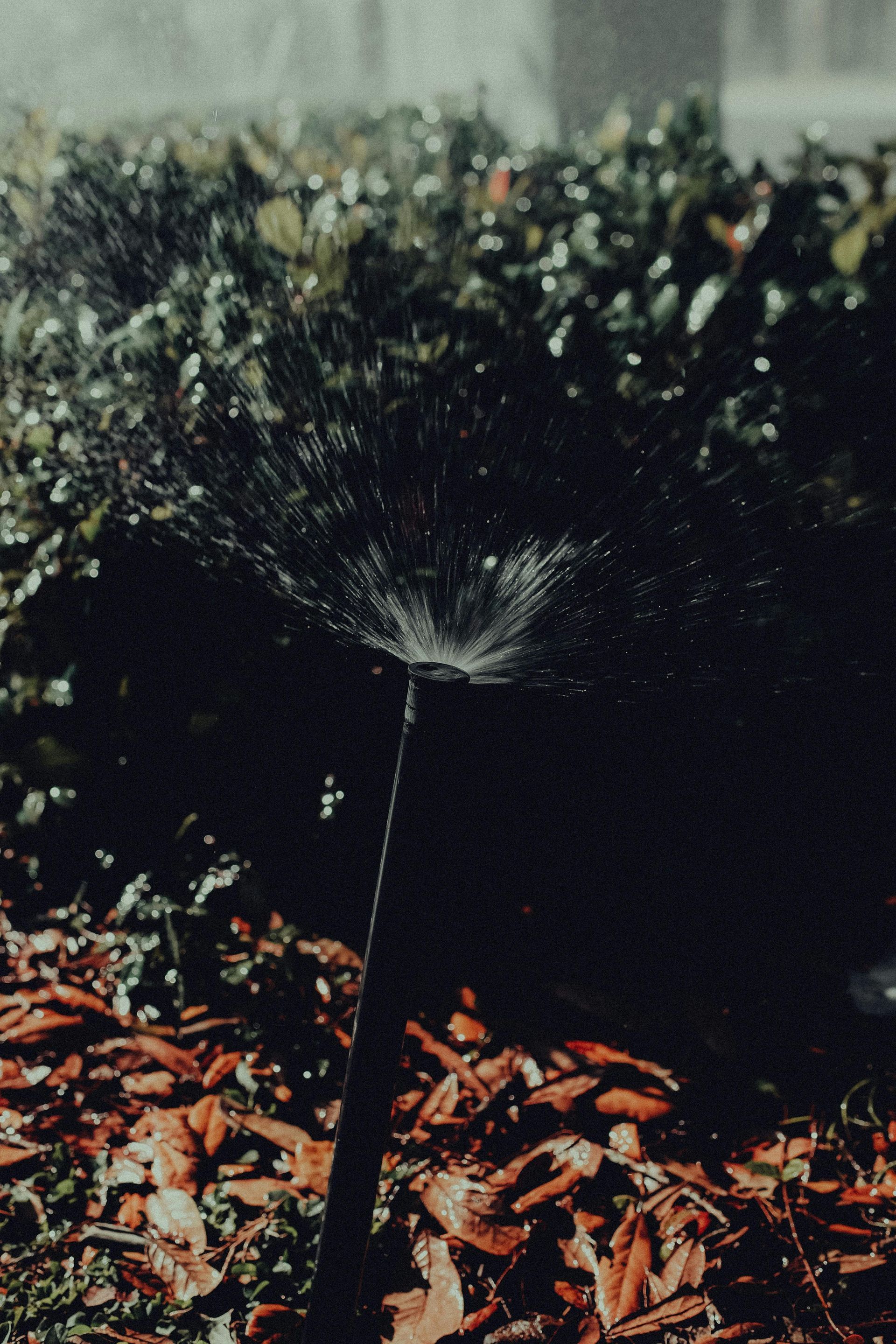 Dandelion seed head in a garden, with a blurry hedge and fallen leaves in the background