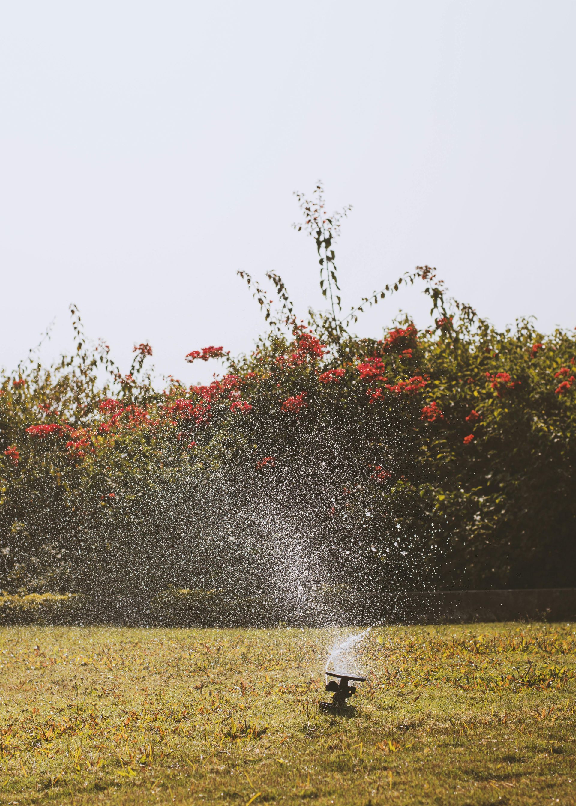 Sprinkler spraying water on a grassy lawn with flowering bushes in the background