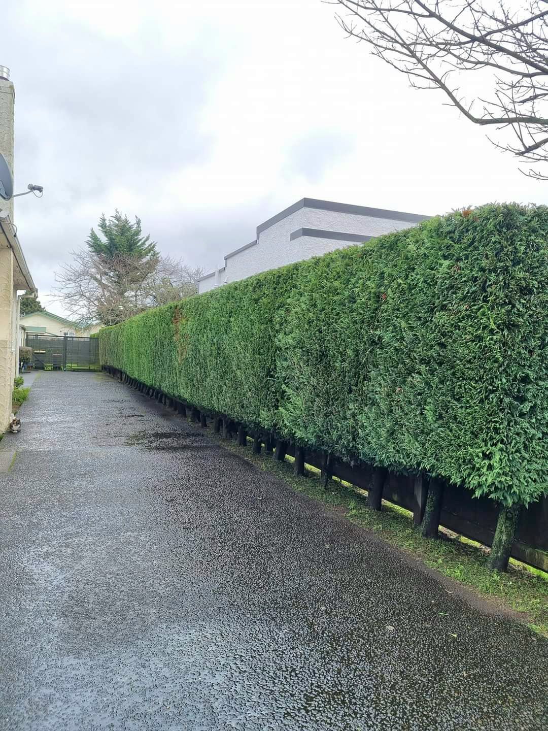 Groomed hedges rotorua