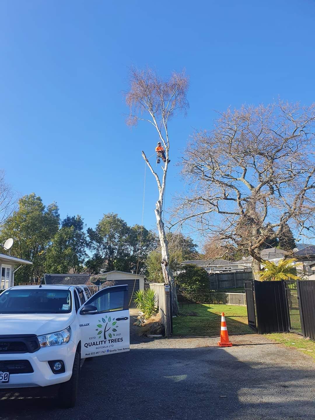 Tree thinning rotorua