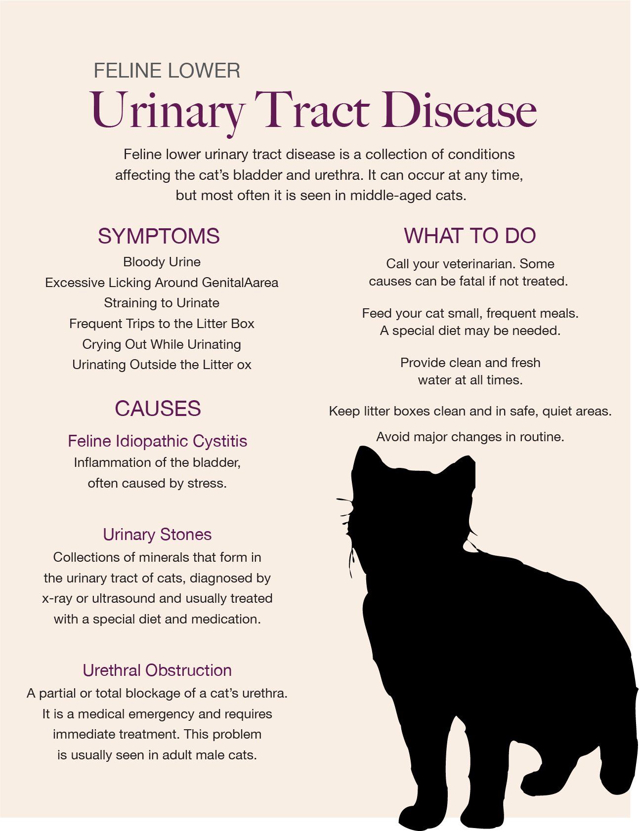 A black cat is standing next to a poster about urinary tract disease.