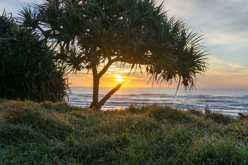 View of a Tree with Sunrise — Col Groves Electrics Pty Ltd in Lennox Head, NSW