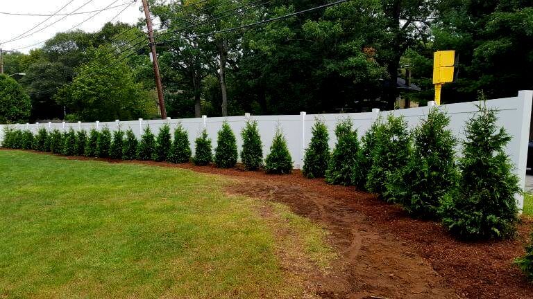 Green Giant arborvitae privacy trees planted in a brown mulch bed, lining a white fence and green lawn.