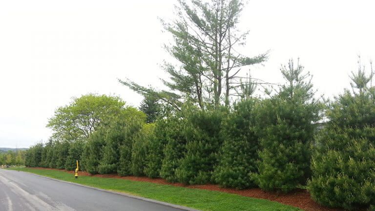 Tree planting project. Professional landscaping and landscape design in Burlington, MA.