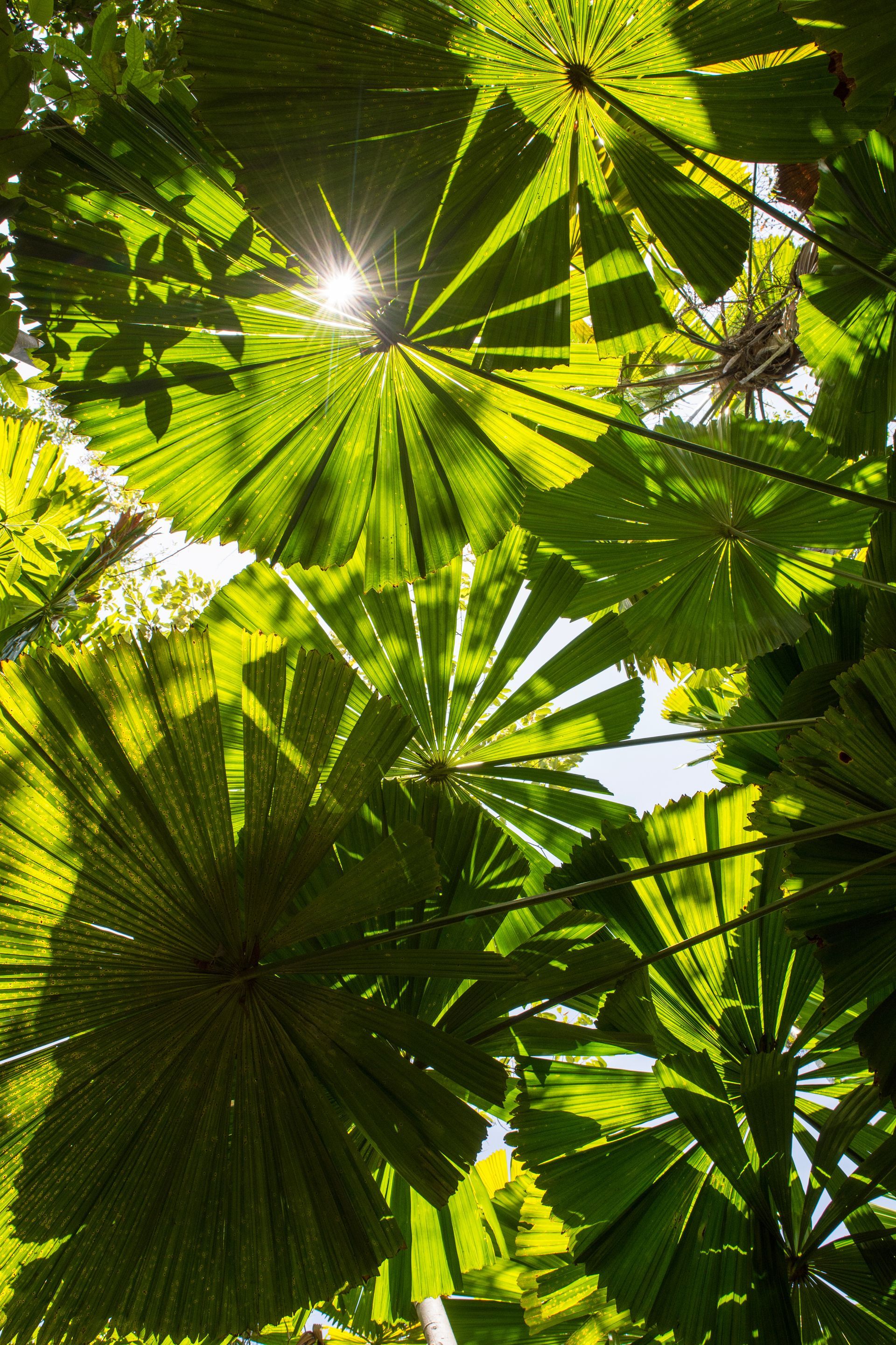 Daintree Rainforest foliage with the sun shining through