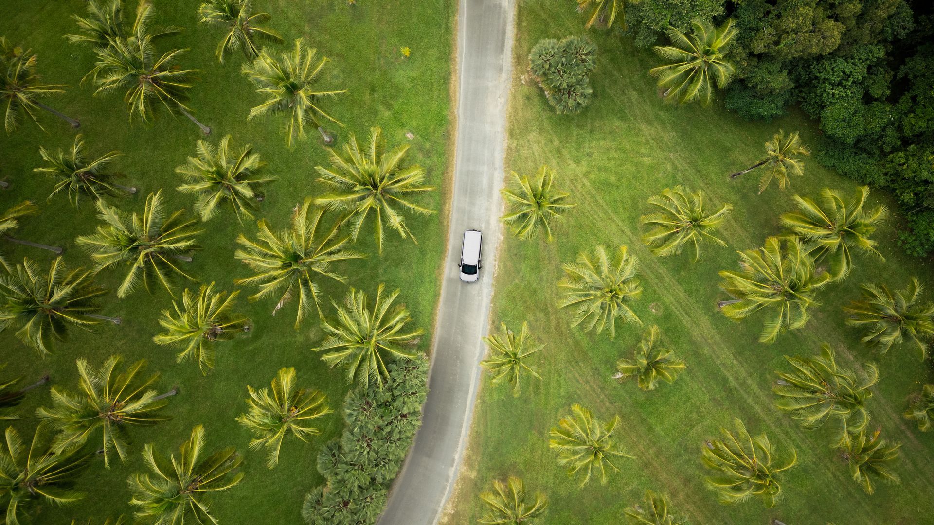 An aerial view shows a white van driving along a narrow, winding road through a lush green palm tree plantation.