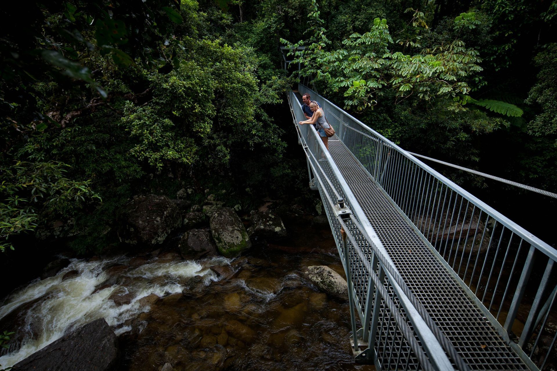 A couple standing on a suspended bridge over a creek in the rainforest at Mossman Gorge