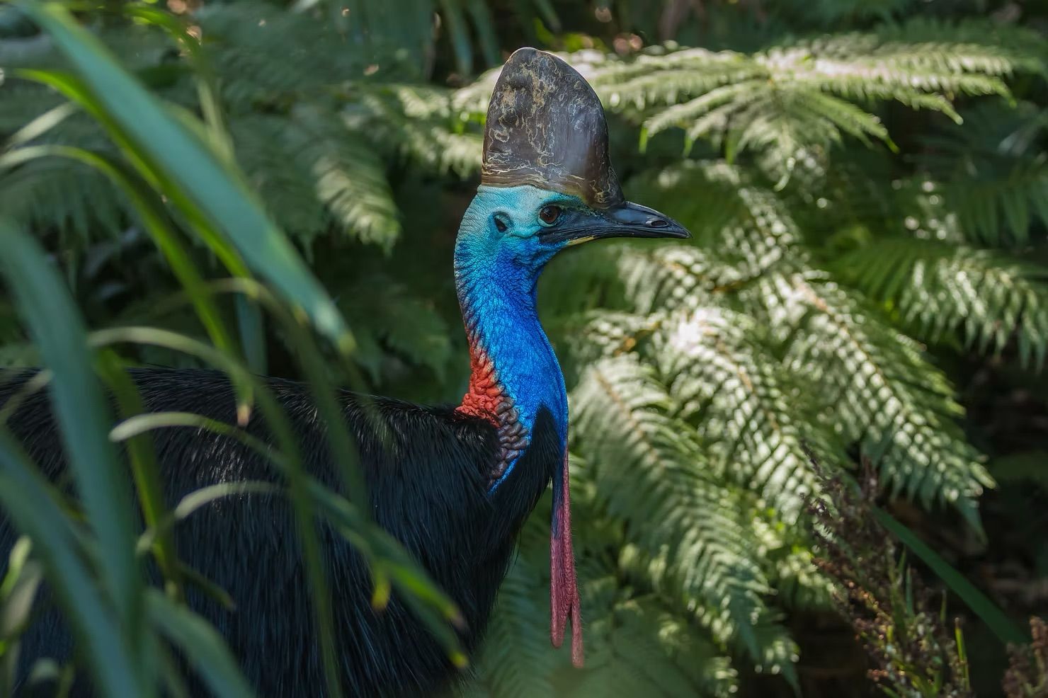 A southern cassowary with a blue neck, red wattle, and brown casque, peeking through lush green forest foliage.
