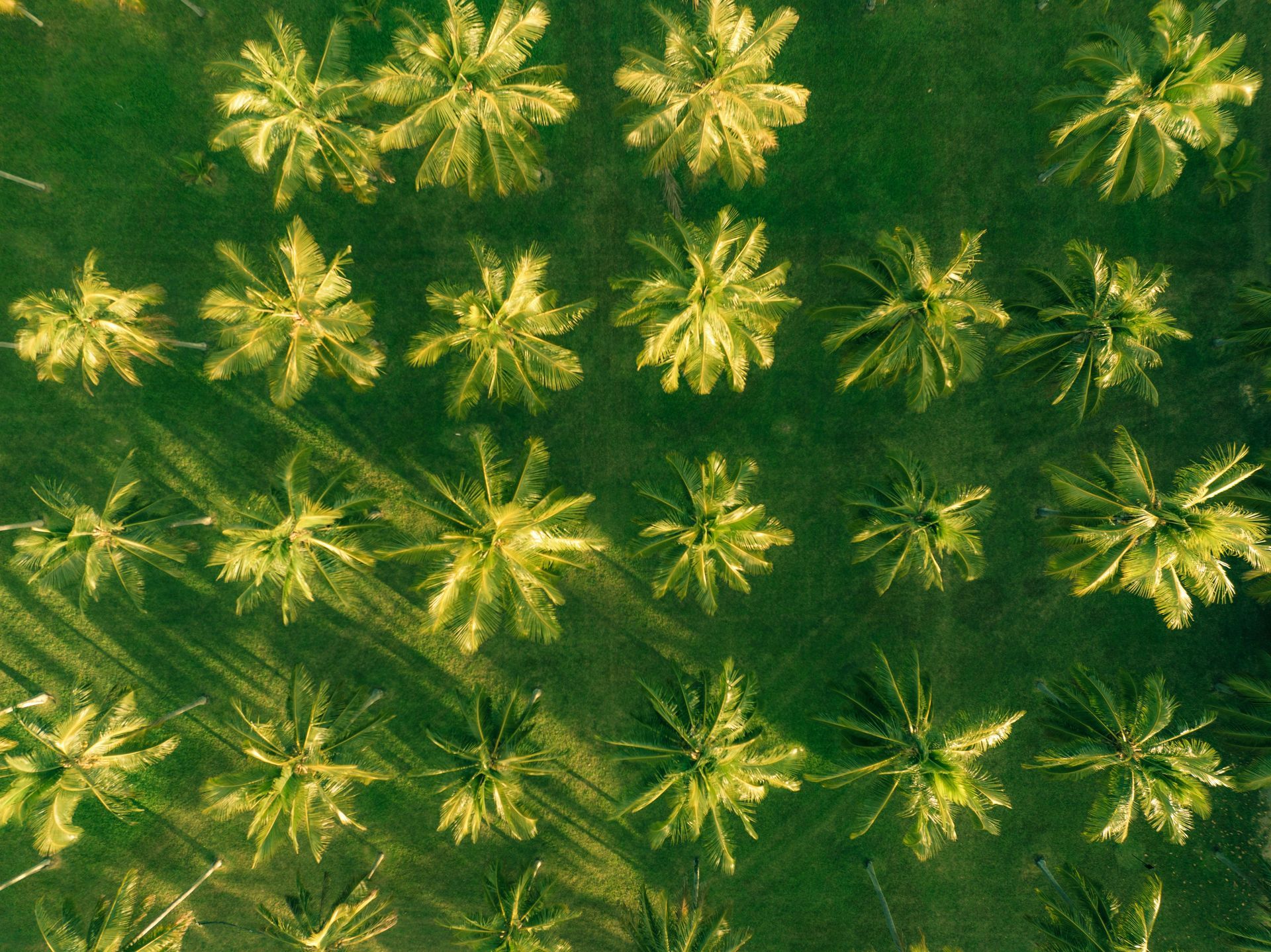Aerial view of the palm trees at Thala Beach Nature Reserve, Far North Queensland