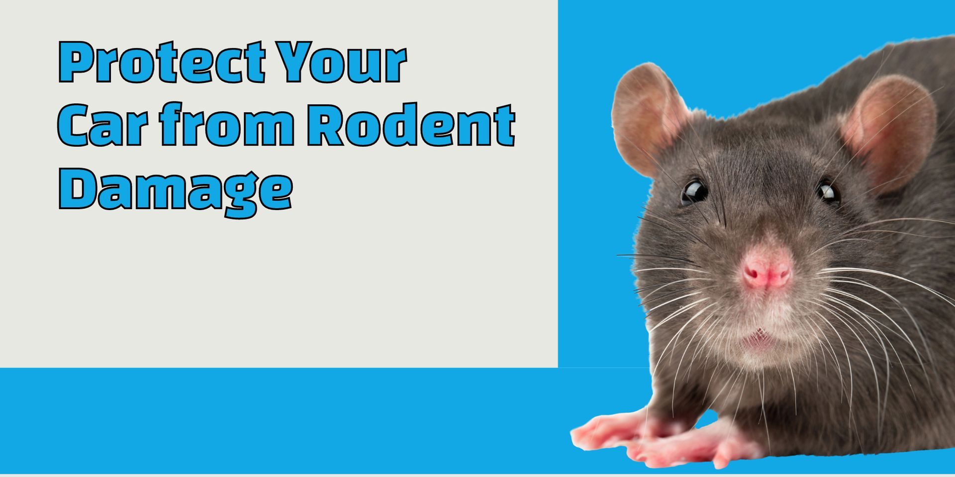 Protect Your Car from Rodent Damage with M&BM Motors