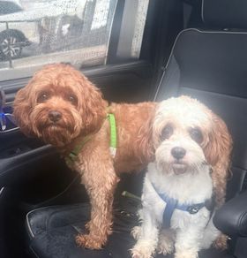 Two dogs are sitting in the back seat of a car