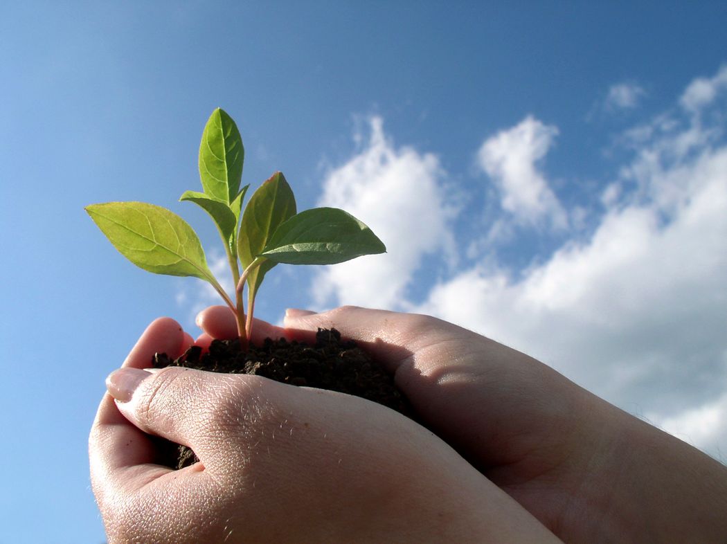 Hands holding up a plant