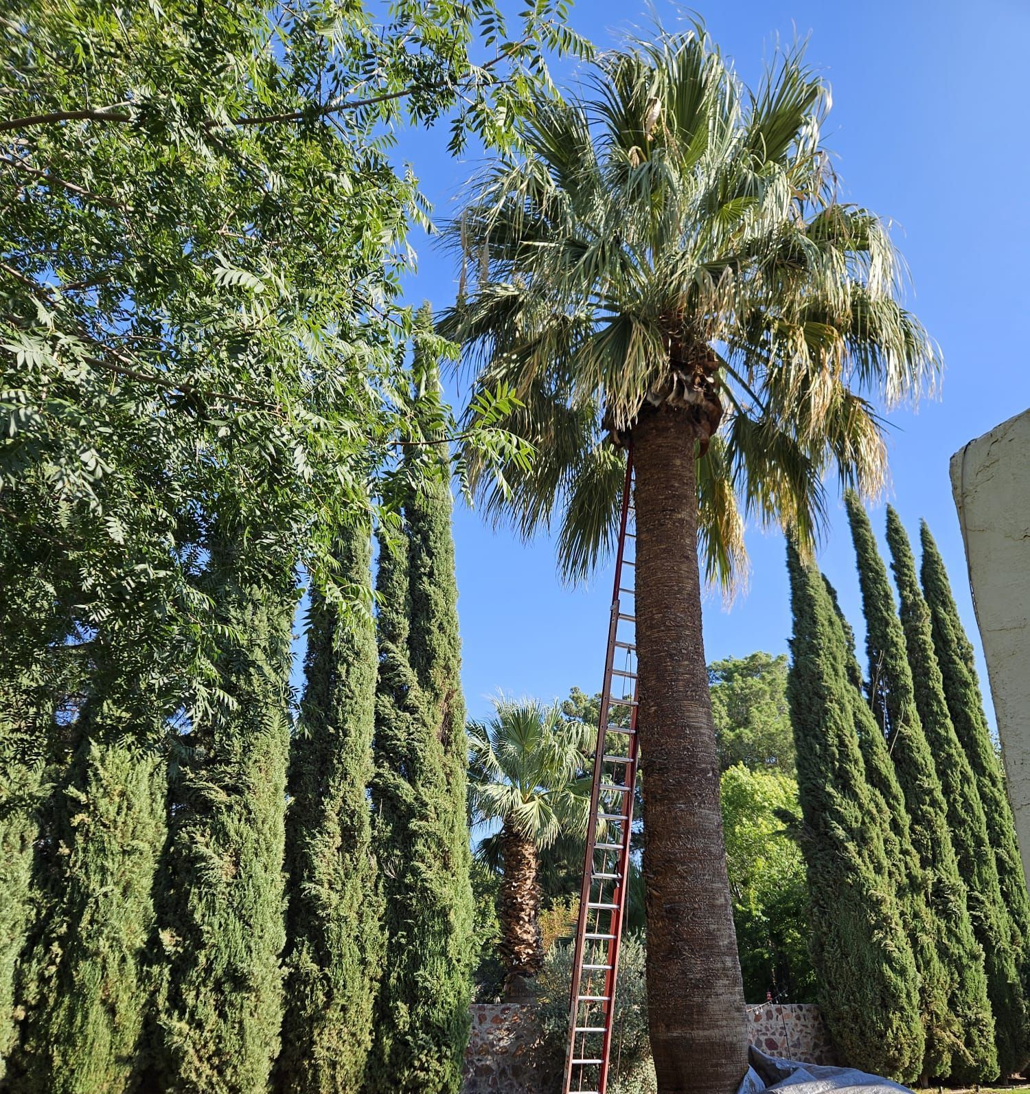 A man is standing on a ladder next to a palm tree.