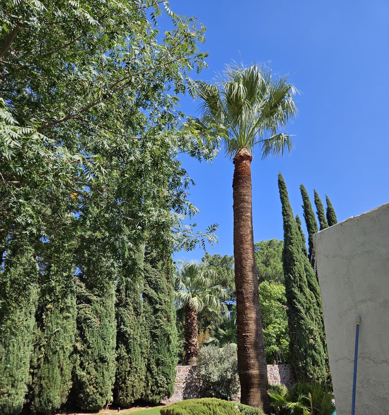 A well pruned. palm tree is surrounded by trees on a sunny day.