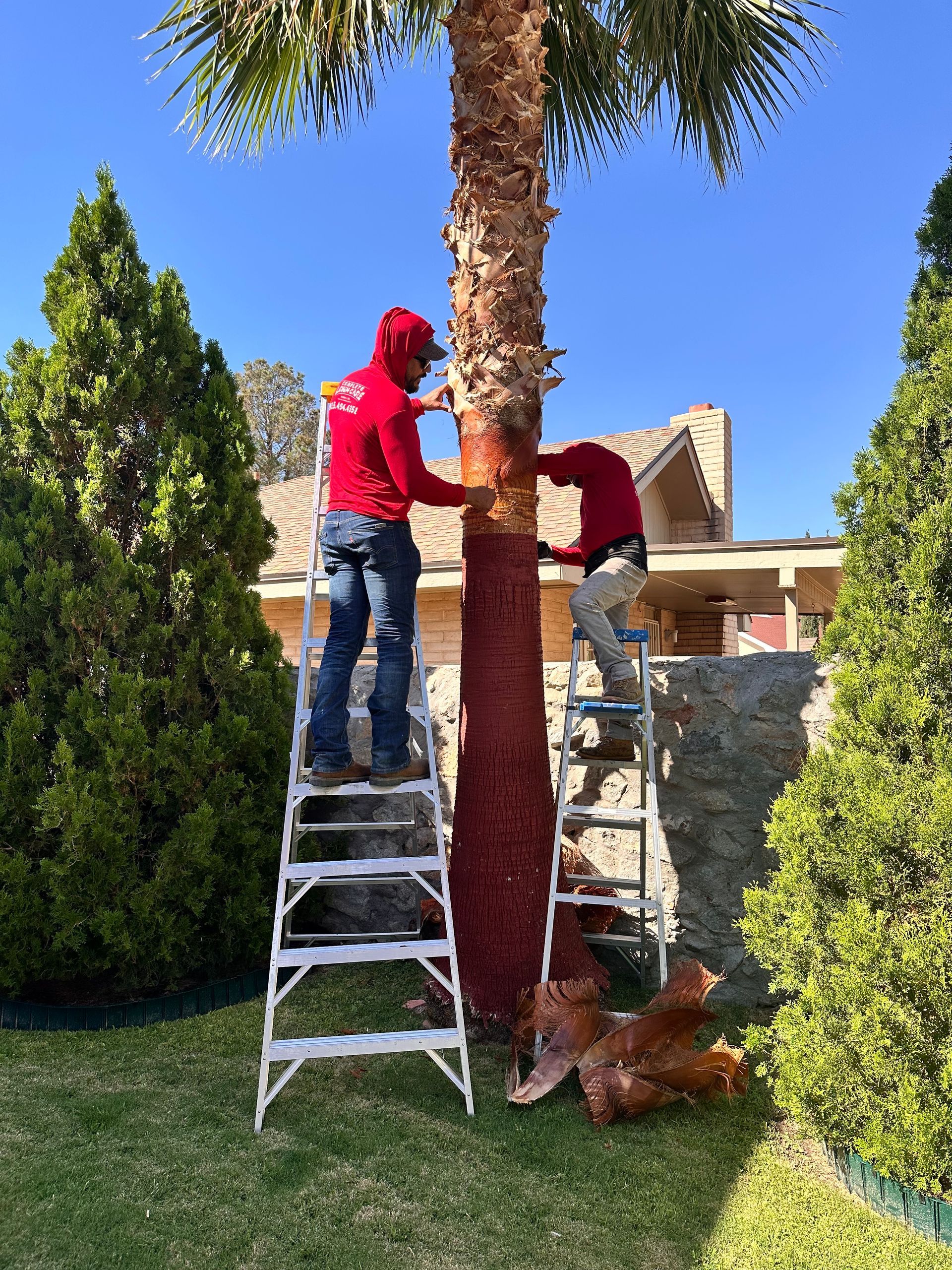 Two men are working on a palm tree in a backyard.