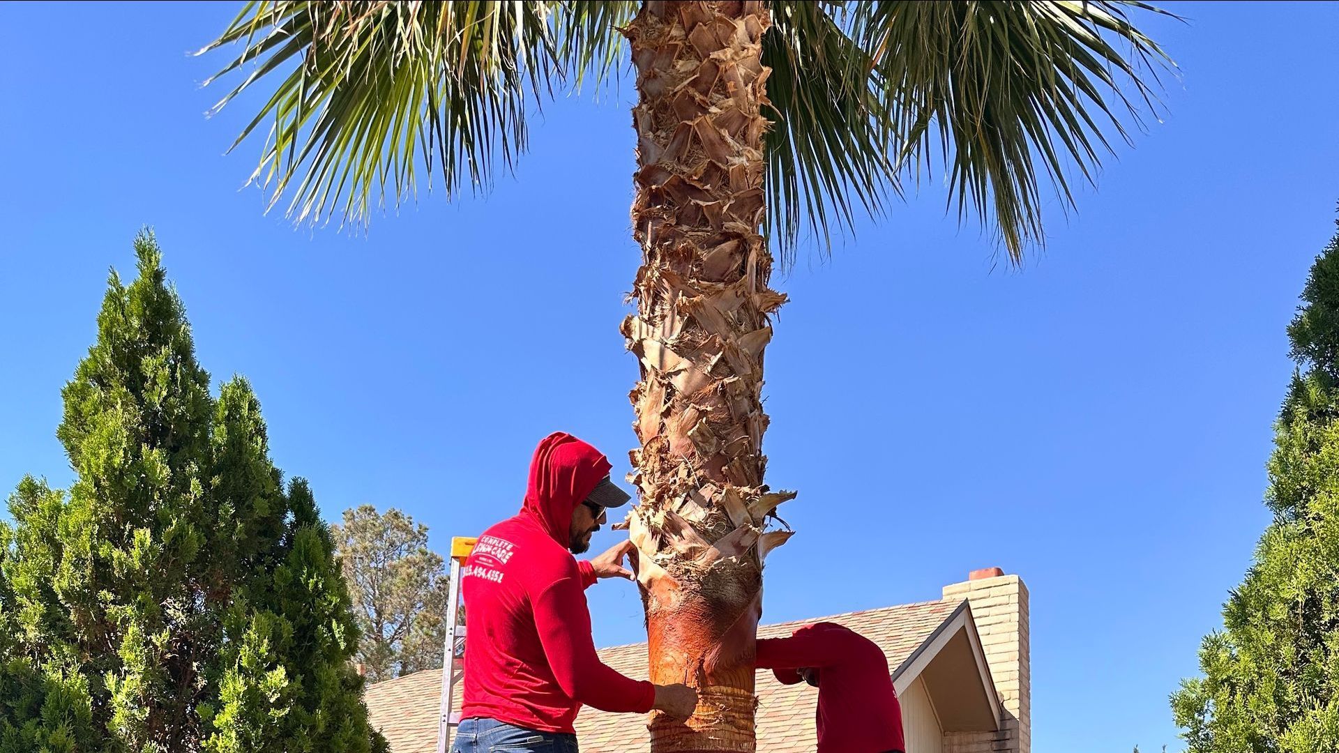 Expert pruning palm tree fronds with precision