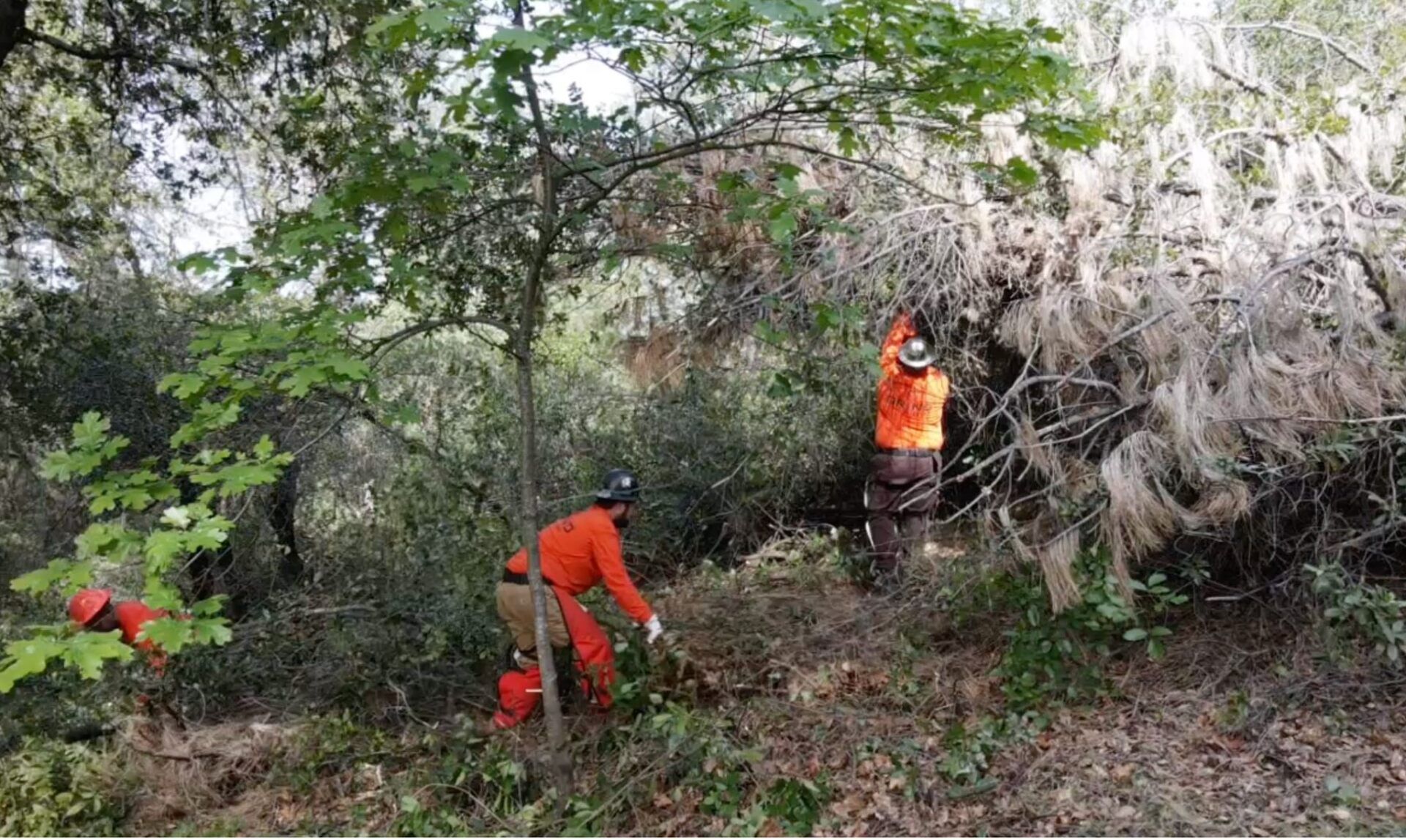 a hand crew cutting and chipping wildfire fuels to create defensible space