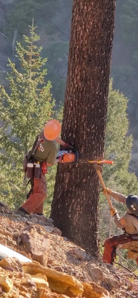 Reducing fuel for defensible space