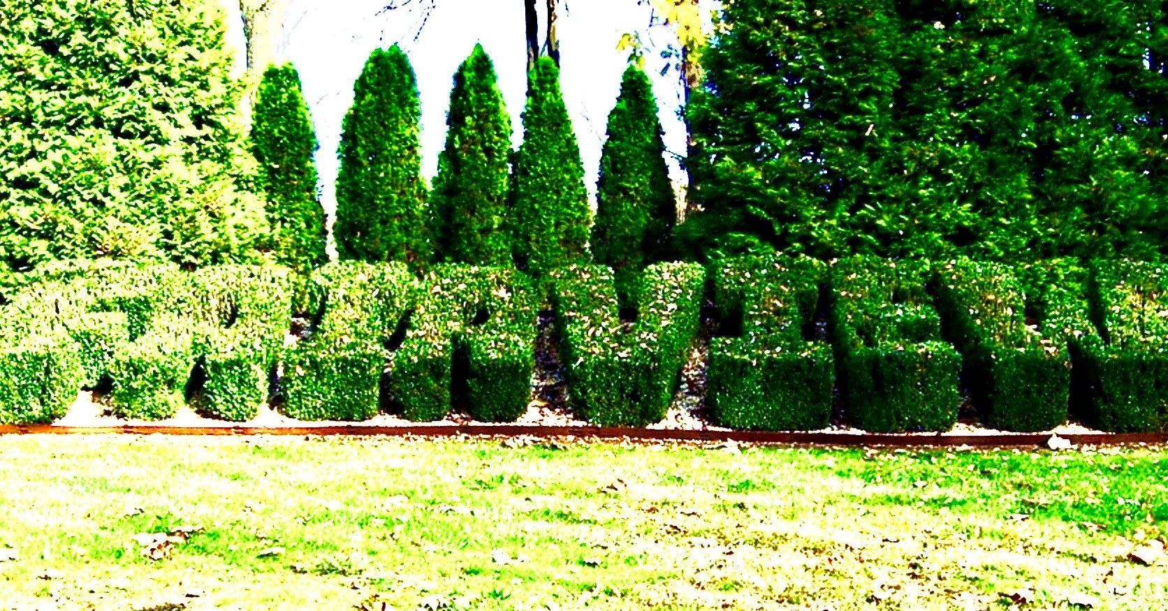 A row of trees and bushes are lined up in a row