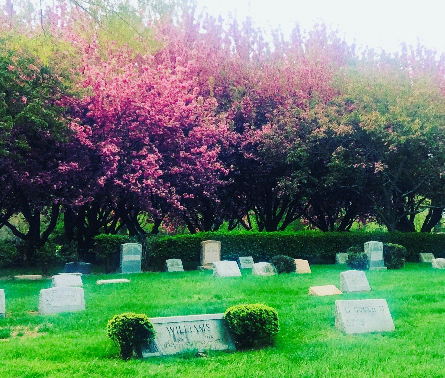 A cemetery with many graves and trees with pink flowers