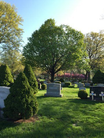 A cemetery with a tree in the middle of it