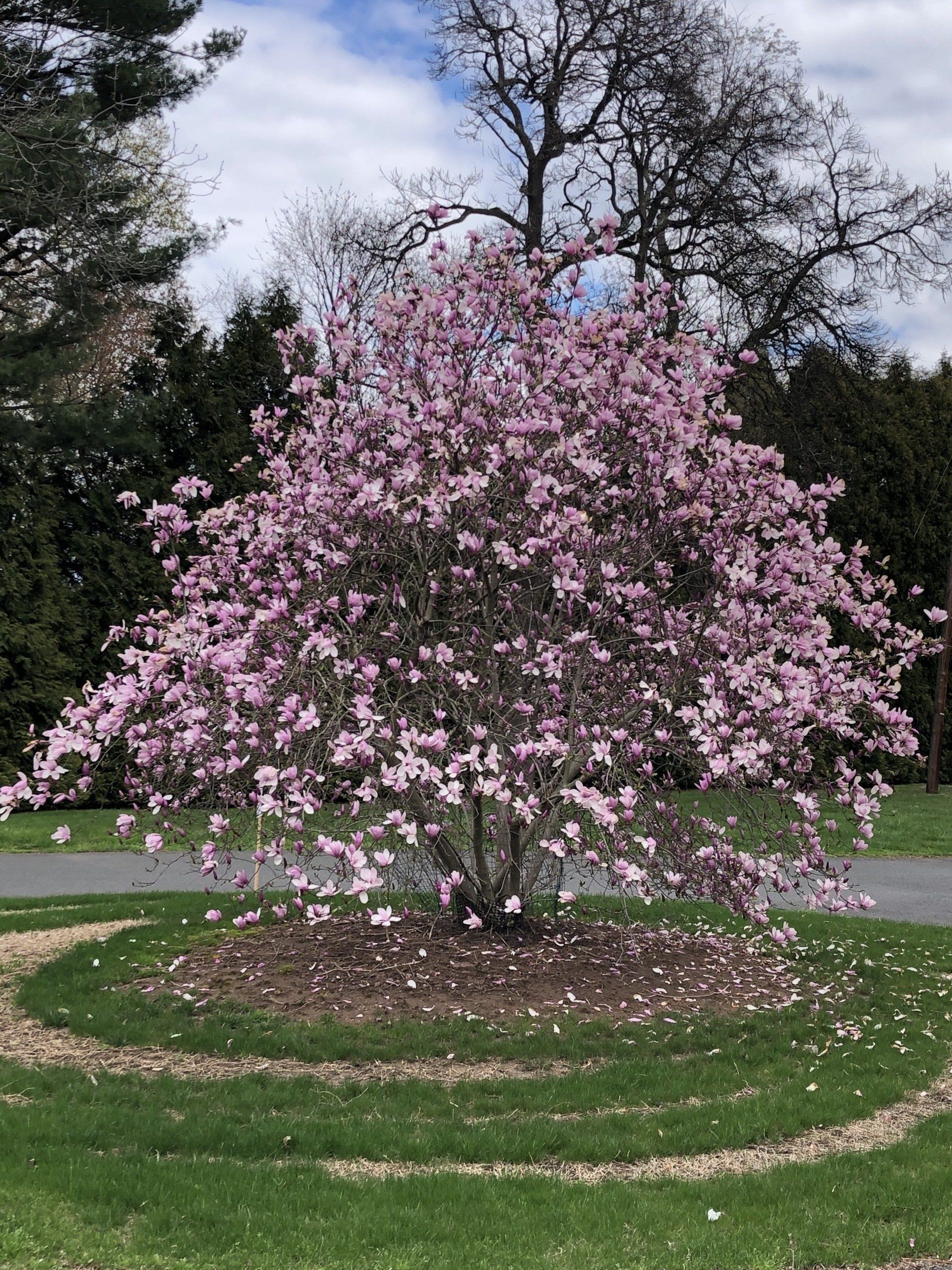 A tree with pink flowers is in the middle of a park.