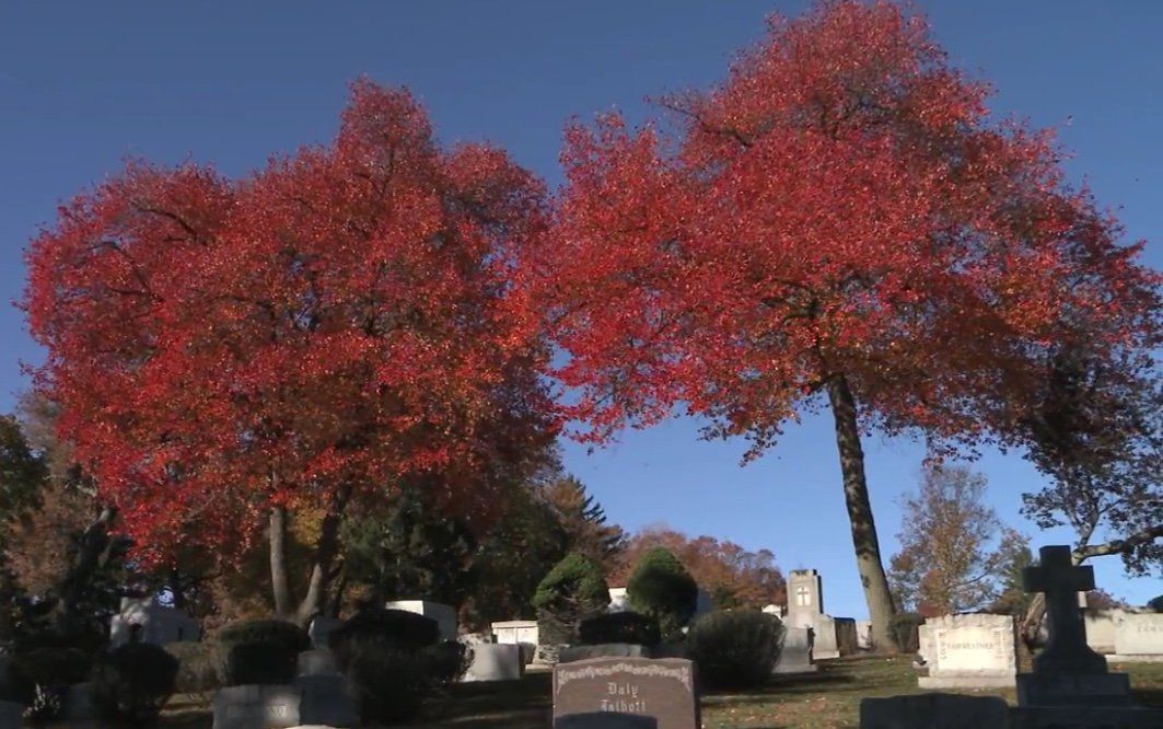 Two trees with red leaves in a cemetery