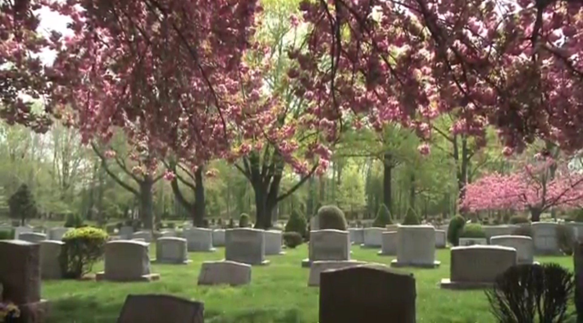 A cemetery with lots of graves and trees with pink flowers