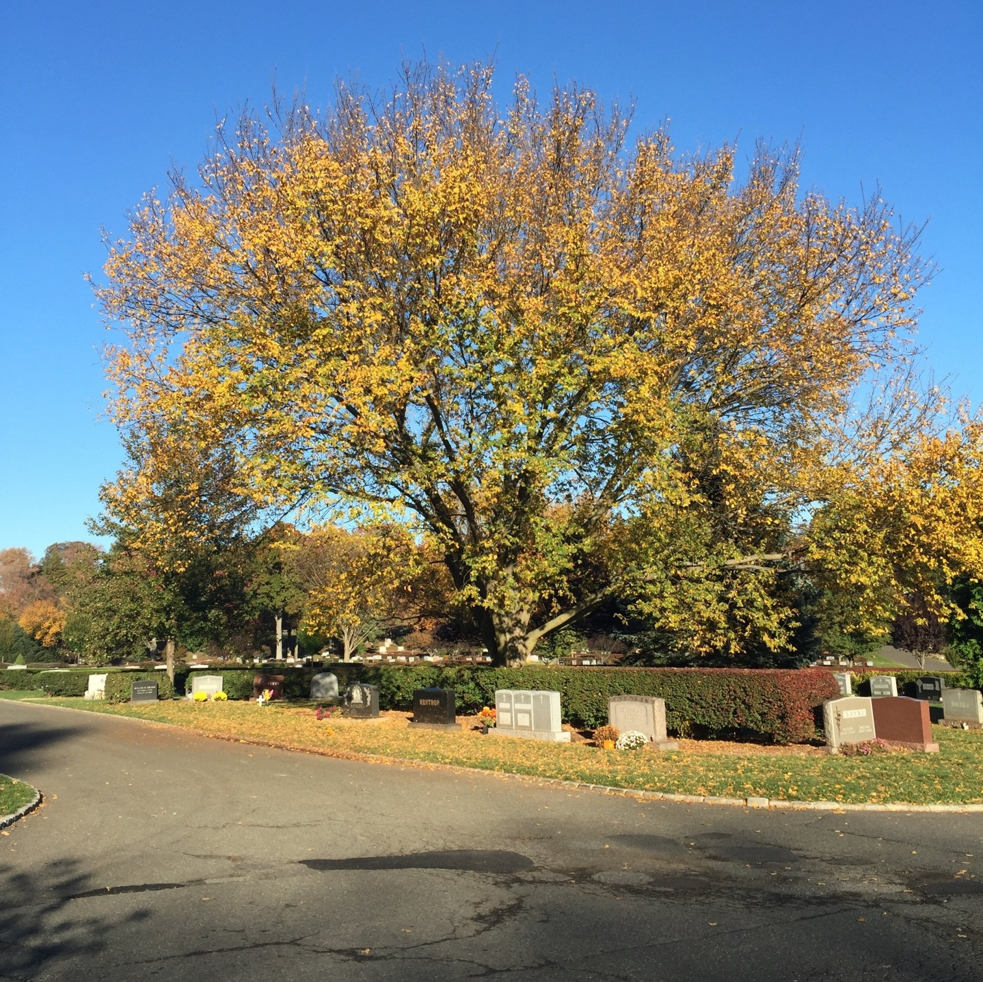 A tree with yellow leaves in a cemetery