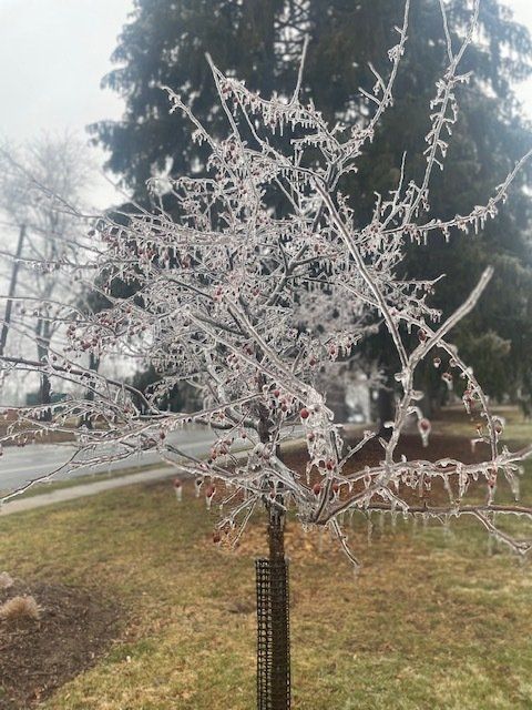A tree with a lot of snow on it