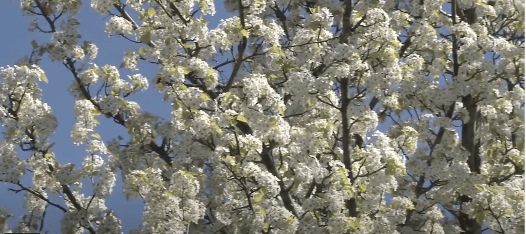 A tree with white flowers against a blue sky
