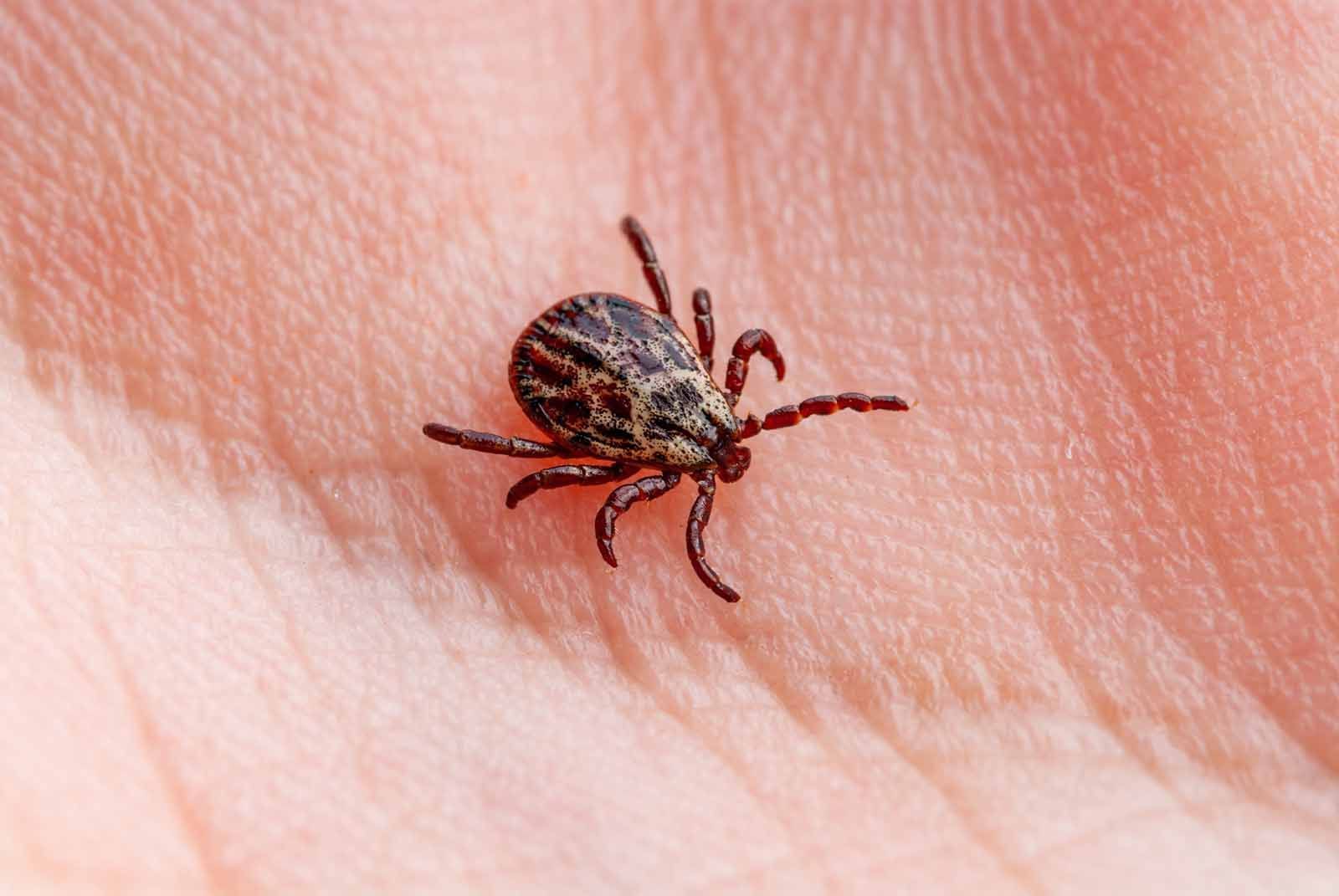 A close up of a tick on a person 's hand.
