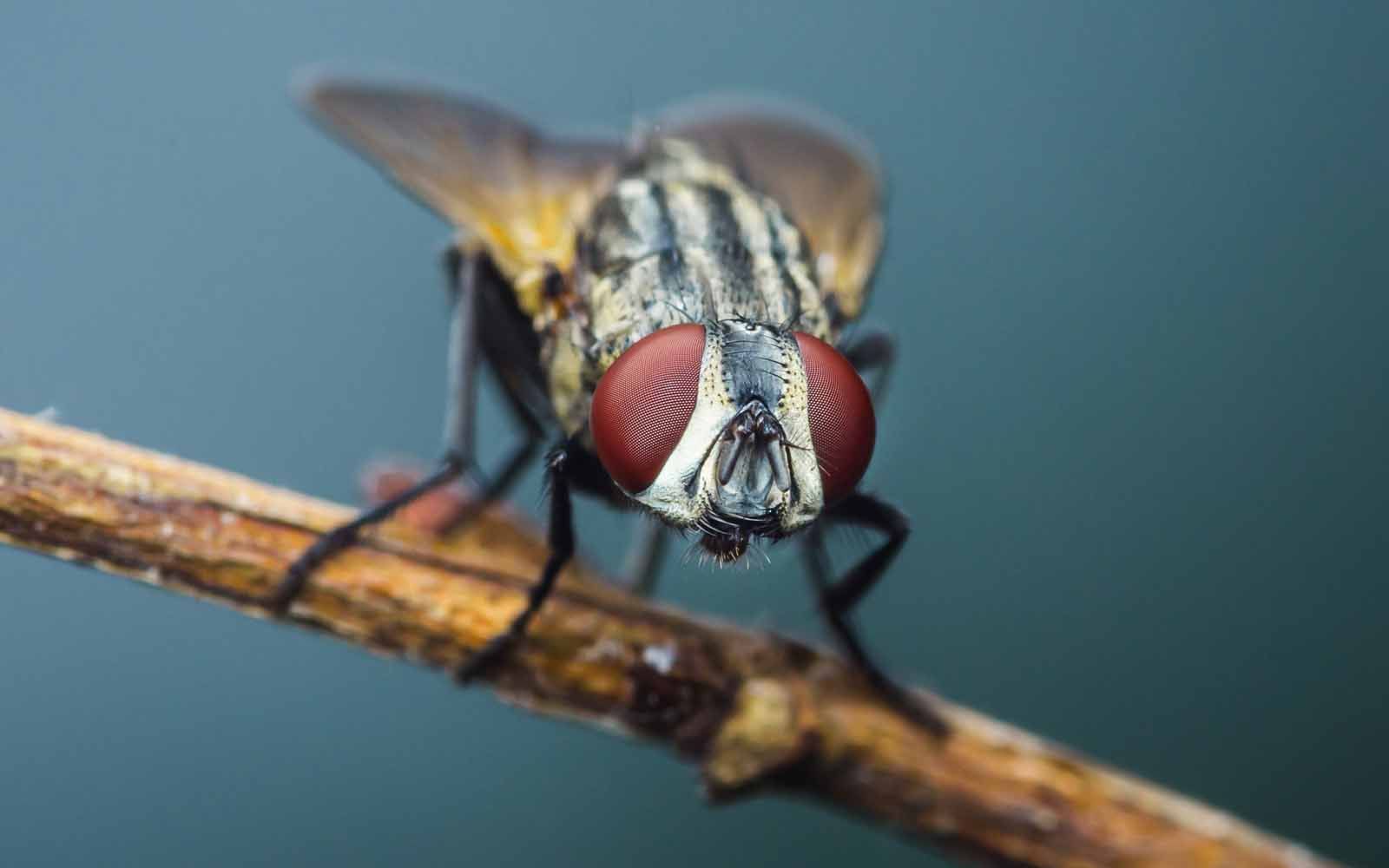 A close up of a fly sitting on a stick.