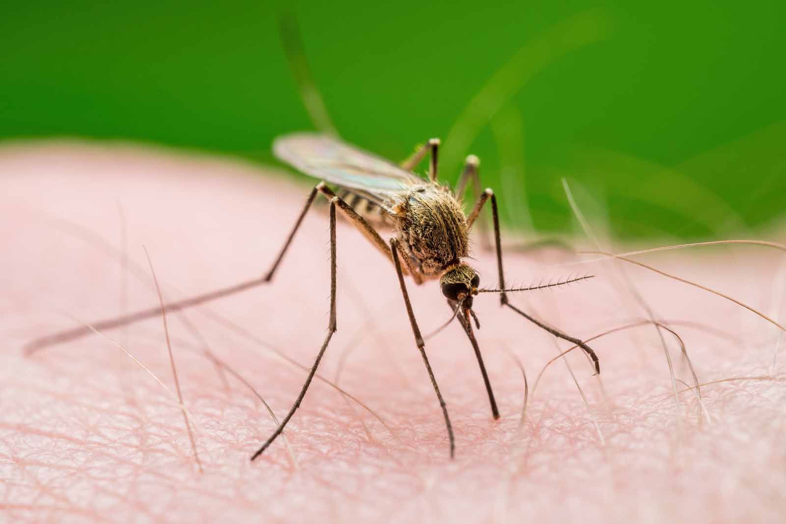A mosquito is biting a person 's arm.