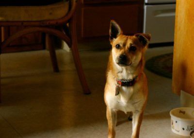 Brown dog standing in a kitchen, looking forward, red collar, food bowl nearby.