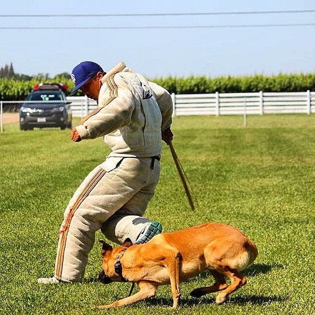 Dog biting a trainer wearing a padded suit in a field; car and fence in background.