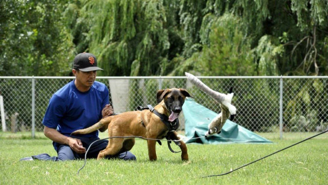 Man kneeling with a dog on a leash in a grassy field; the dog is alert, and a green tent is visible in the background.