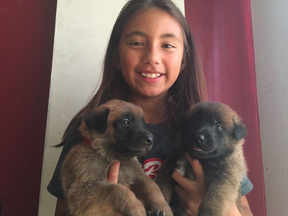 Girl smiling, holding two brown puppies.