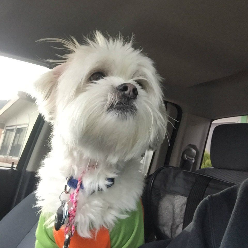 White dog with shaggy fur in a car, wearing a green and orange shirt, looking upwards.