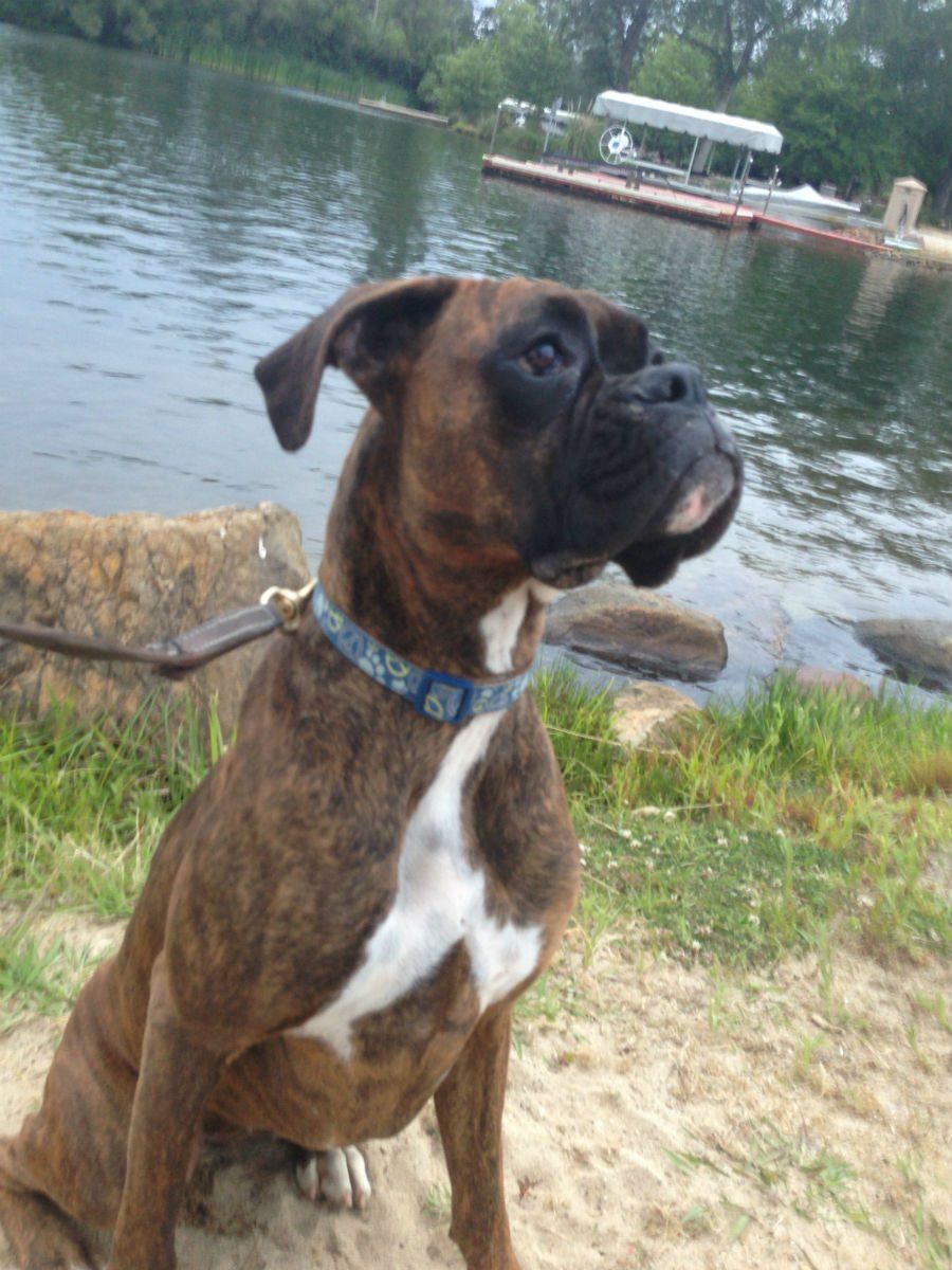 Brindle Boxer dog with white chest sits by a river, looking towards the water.