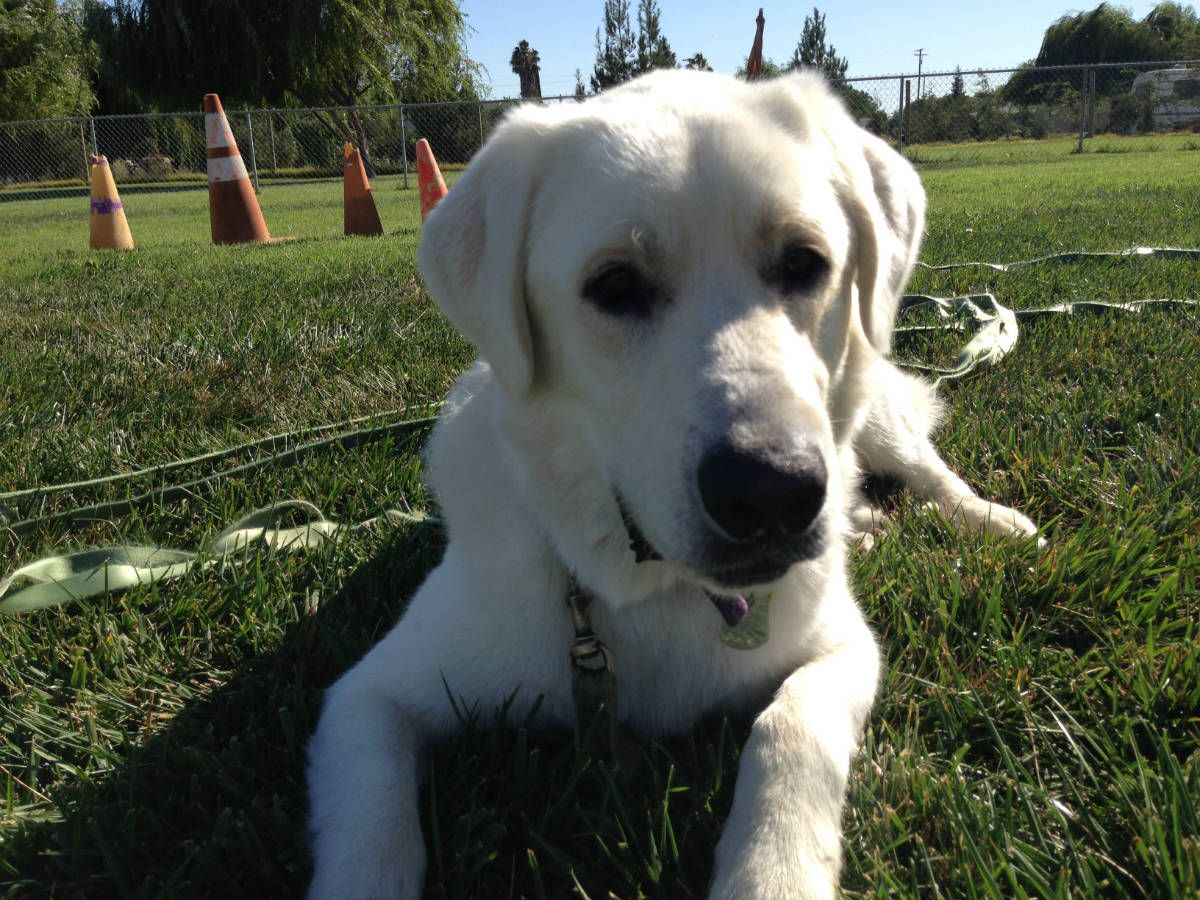 White dog resting on grass, looking directly at the camera. Orange cones in the background.