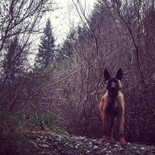 Belgian Malinois stands in a forest of bare branches.