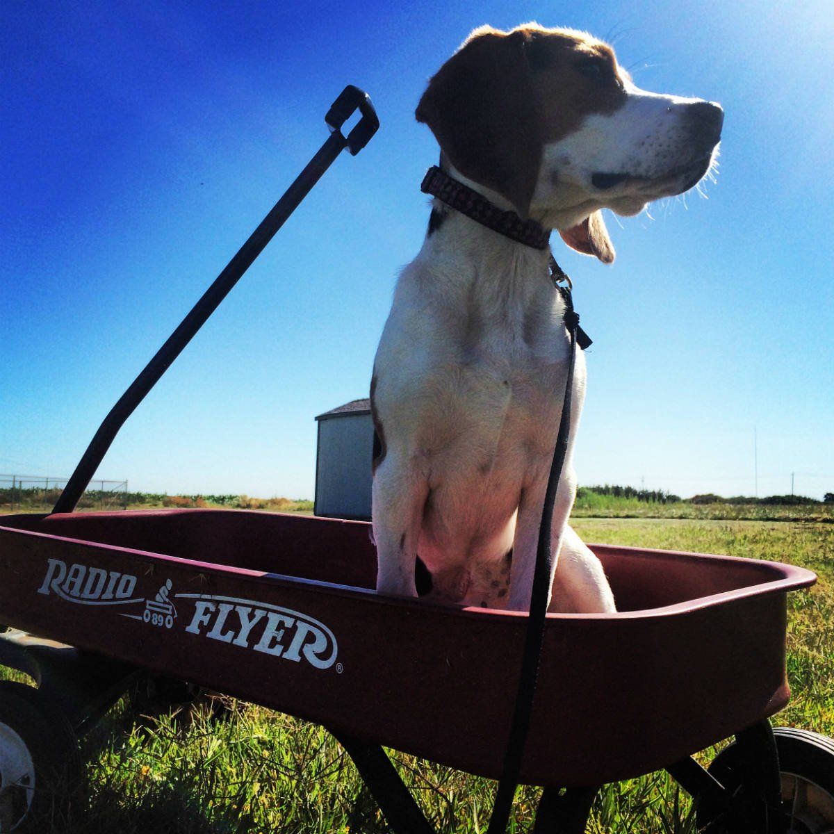 Beagle dog sitting in a red Radio Flyer wagon, outdoors on a sunny day.