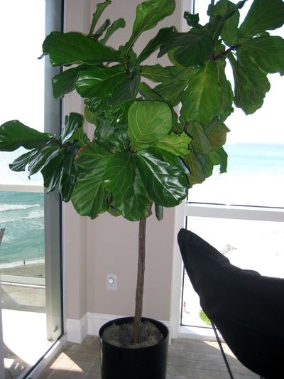 Huge Plant in the Office — Davie, FL — Intergreen Foliage Co.
