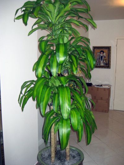 Tall Plant — Davie, FL — Intergreen Foliage Co.