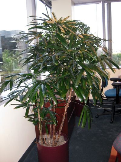 Plant in a Red Pot — Davie, FL — Intergreen Foliage Co.