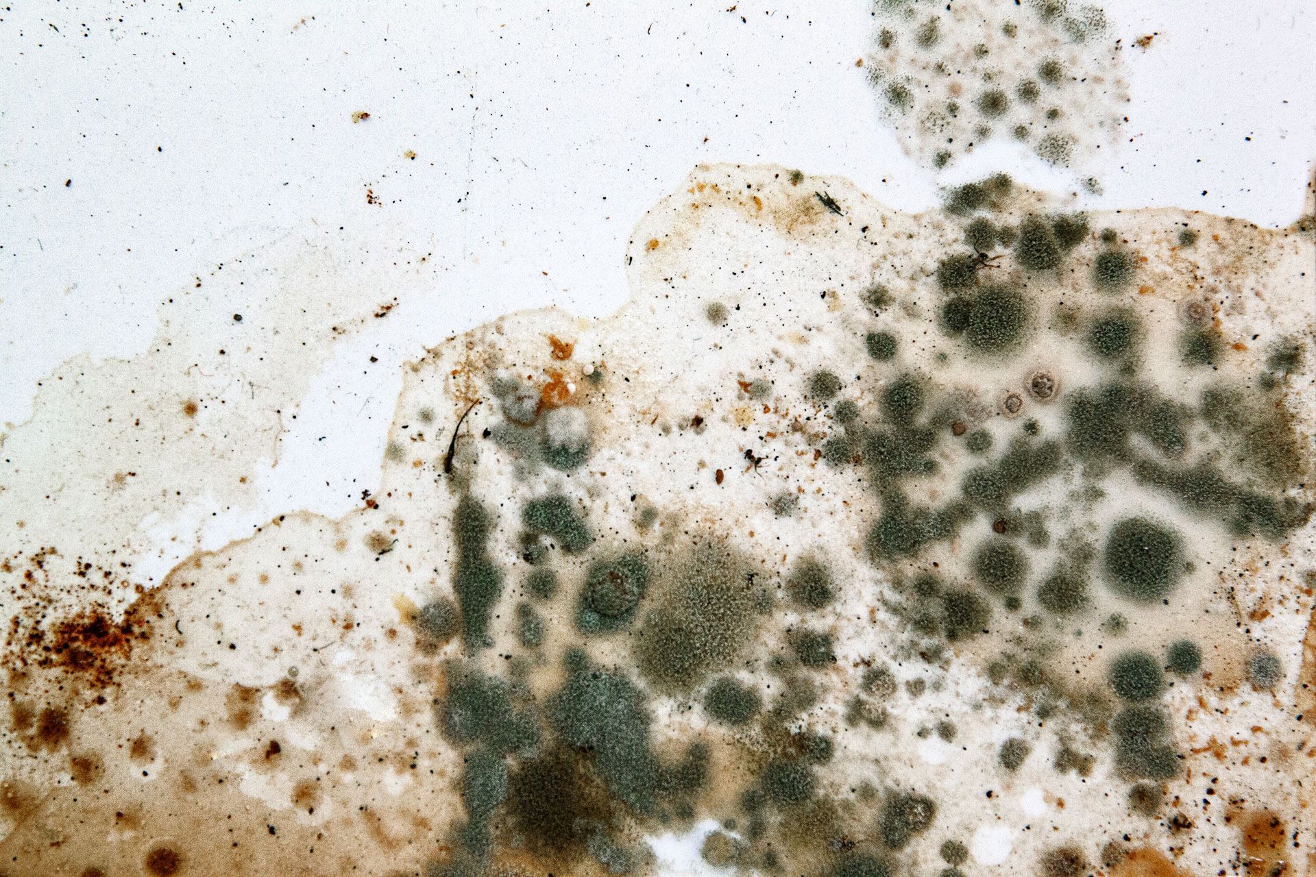 a close up of a white surface with black mold growing on it