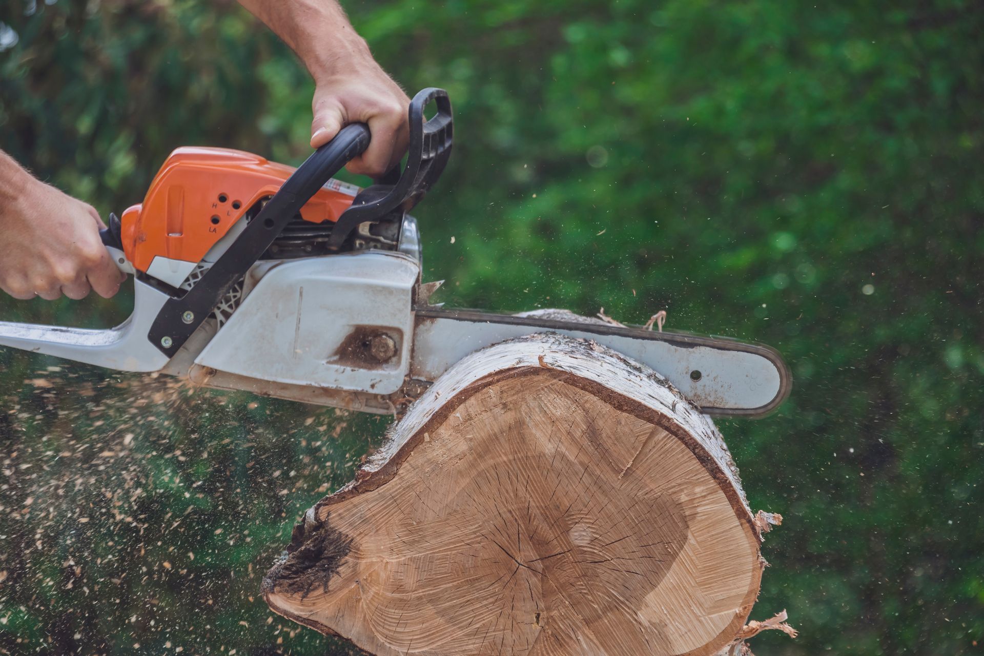 A person uses an orange and white chainsaw to cut through a large tree trunk outdoors.
