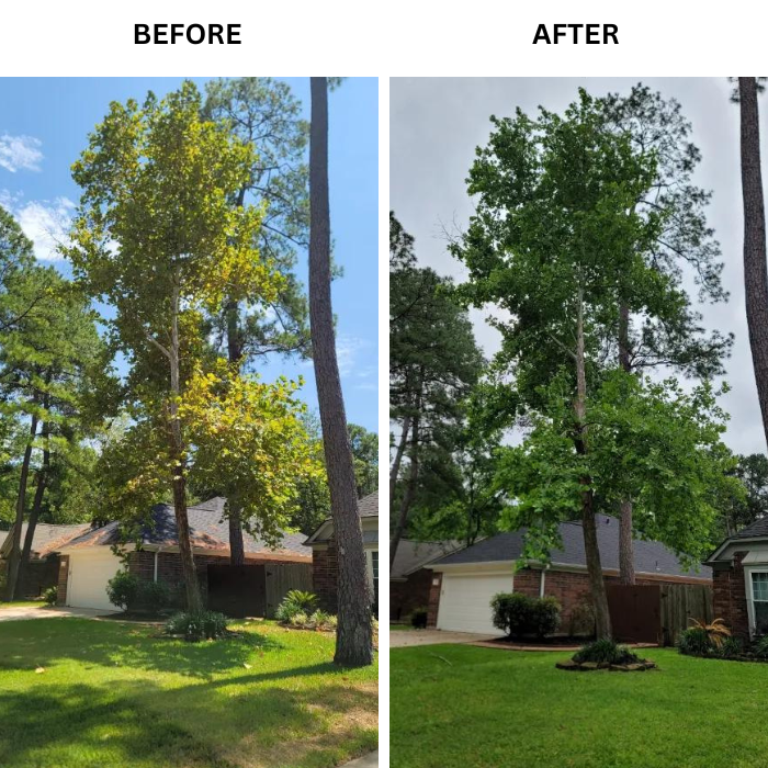 A before and after picture of a tree in a yard